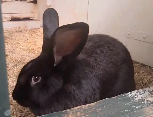 Vlaamse reus Kleine Pluis